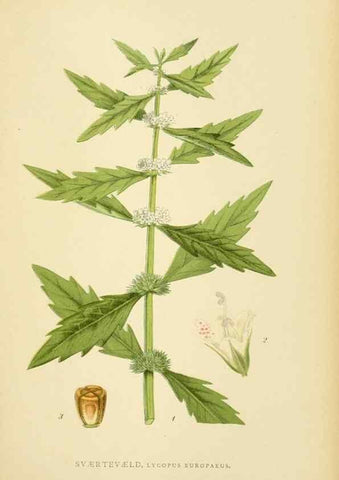 Reproducción/Reproduction 49157906357: Billeder af Nordens flora,. København,G.E.C. Gad,1901-1903 [i.e. 1907]. 