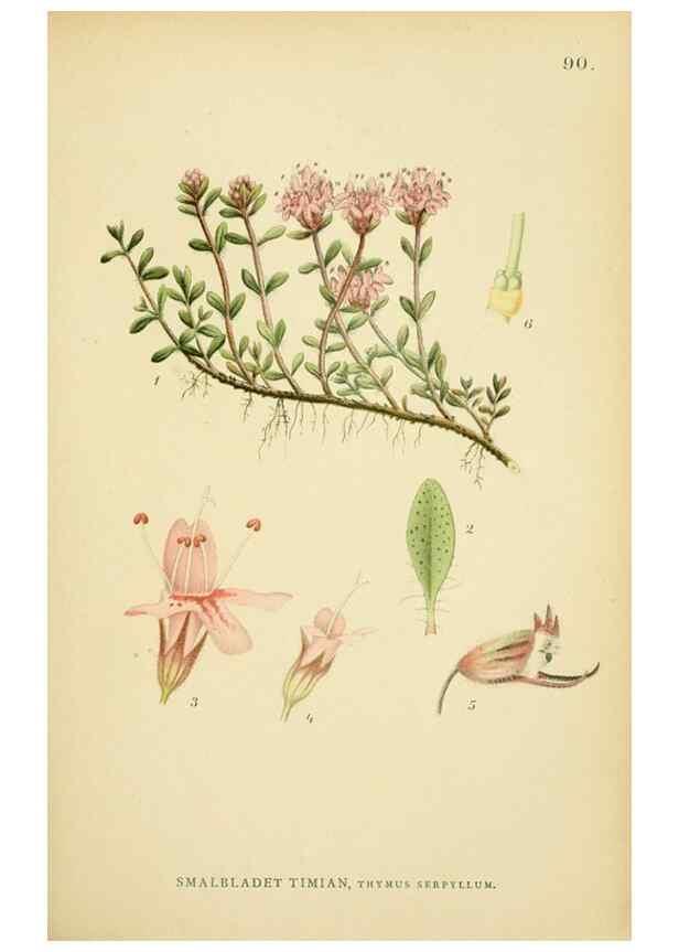 Reproducción/Reproduction 49157906642: Billeder af Nordens flora,. København,G.E.C. Gad,1901-1903 [i.e. 1907]. 