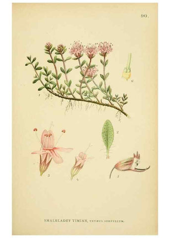 Reproducción/Reproduction 49157906642: Billeder af Nordens flora,. København,G.E.C. Gad,1901-1903 [i.e. 1907]. 