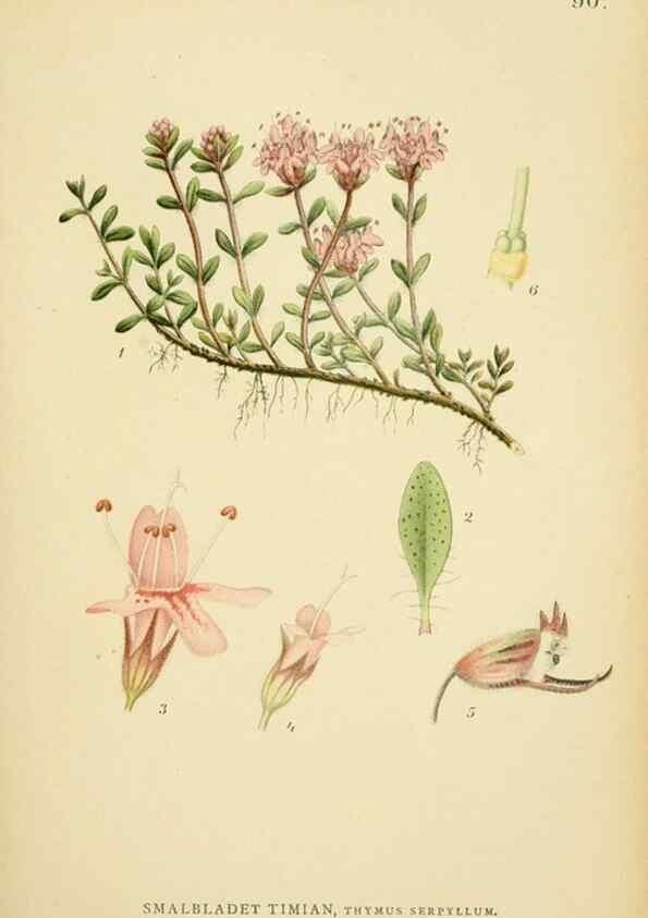 Reproducción/Reproduction 49157906642: Billeder af Nordens flora,. København,G.E.C. Gad,1901-1903 [i.e. 1907]. 
