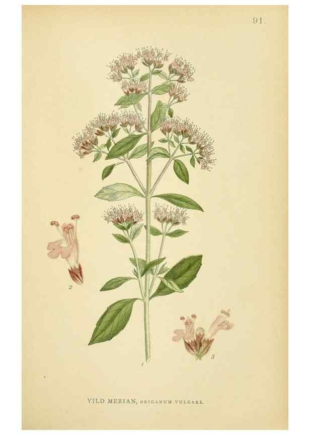 Reproducción/Reproduction 49157685411: Billeder af Nordens flora,. København,G.E.C. Gad,1901-1903 [i.e. 1907]. 