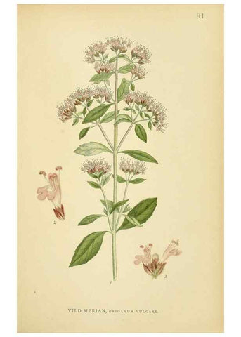 Reproducción/Reproduction 49157685411: Billeder af Nordens flora,. København,G.E.C. Gad,1901-1903 [i.e. 1907]. 