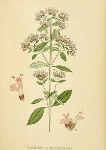 Reproducción/Reproduction 49157685411: Billeder af Nordens flora,. København,G.E.C. Gad,1901-1903 [i.e. 1907]. 