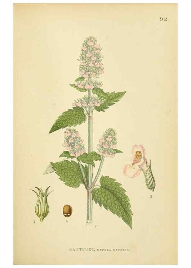 Reproducción/Reproduction 49157196933: Billeder af Nordens flora,. København,G.E.C. Gad,1901-1903 [i.e. 1907]. 