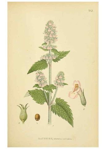Reproducción/Reproduction 49157196933: Billeder af Nordens flora,. København,G.E.C. Gad,1901-1903 [i.e. 1907]. 