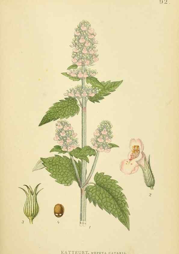 Reproducción/Reproduction 49157196933: Billeder af Nordens flora,. København,G.E.C. Gad,1901-1903 [i.e. 1907]. 