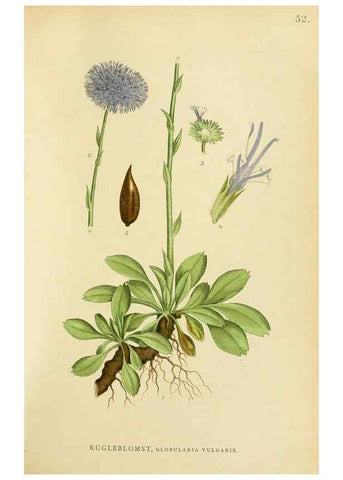 Reproducción/Reproduction 49157194858: Billeder af Nordens flora,. København,G.E.C. Gad,1901-1903 [i.e. 1907]. 