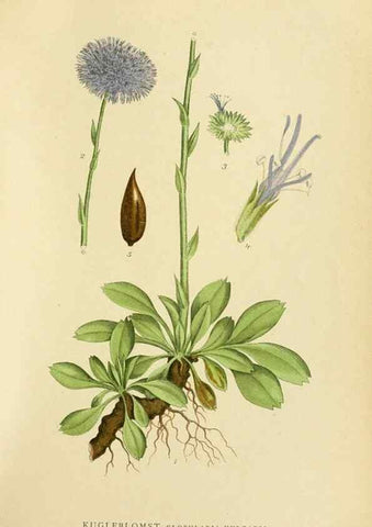 Reproducción/Reproduction 49157194858: Billeder af Nordens flora,. København,G.E.C. Gad,1901-1903 [i.e. 1907]. 