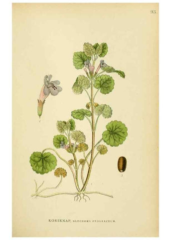 Reproducción/Reproduction 49157907537: Billeder af Nordens flora,. København,G.E.C. Gad,1901-1903 [i.e. 1907]. 