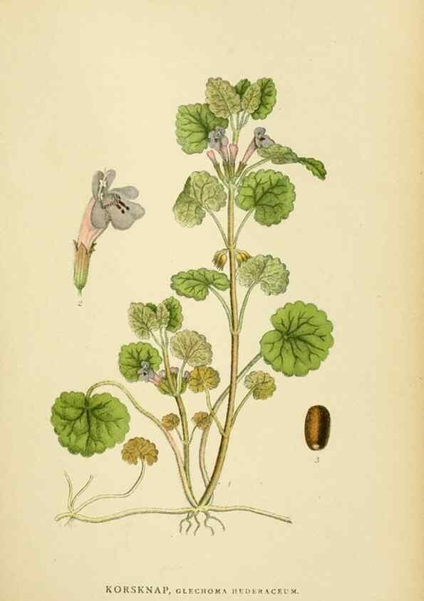 Reproducción/Reproduction 49157907537: Billeder af Nordens flora,. København,G.E.C. Gad,1901-1903 [i.e. 1907]. 