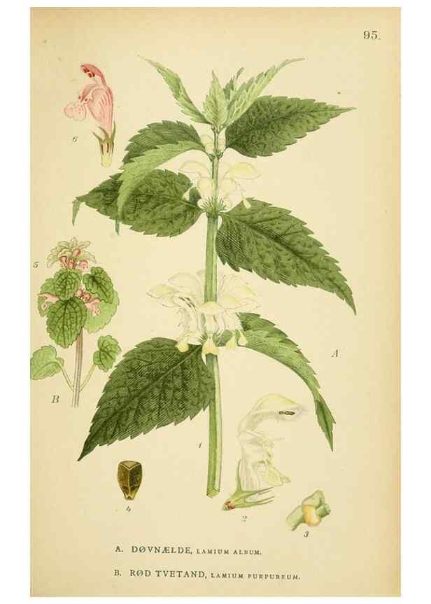 Reproducción/Reproduction 49157197853: Billeder af Nordens flora,. København,G.E.C. Gad,1901-1903 [i.e. 1907]. 