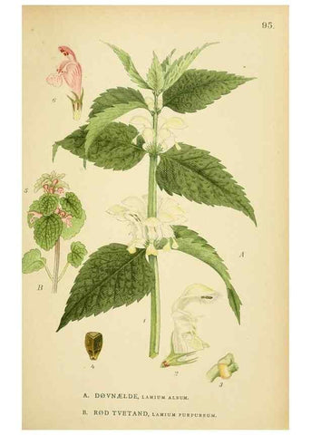 Reproducción/Reproduction 49157197853: Billeder af Nordens flora,. København,G.E.C. Gad,1901-1903 [i.e. 1907]. 