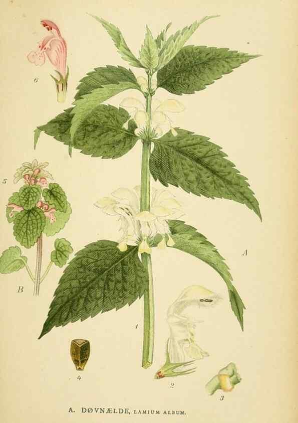 Reproducción/Reproduction 49157197853: Billeder af Nordens flora,. København,G.E.C. Gad,1901-1903 [i.e. 1907]. 