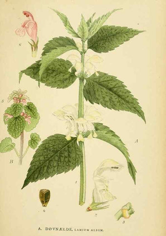 Reproducción/Reproduction 49157197853: Billeder af Nordens flora,. København,G.E.C. Gad,1901-1903 [i.e. 1907]. 