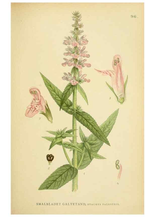 Reproducción/Reproduction 49157198178: Billeder af Nordens flora,. København,G.E.C. Gad,1901-1903 [i.e. 1907]. 