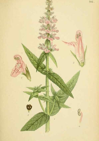 Reproducción/Reproduction 49157198178: Billeder af Nordens flora,. København,G.E.C. Gad,1901-1903 [i.e. 1907]. 