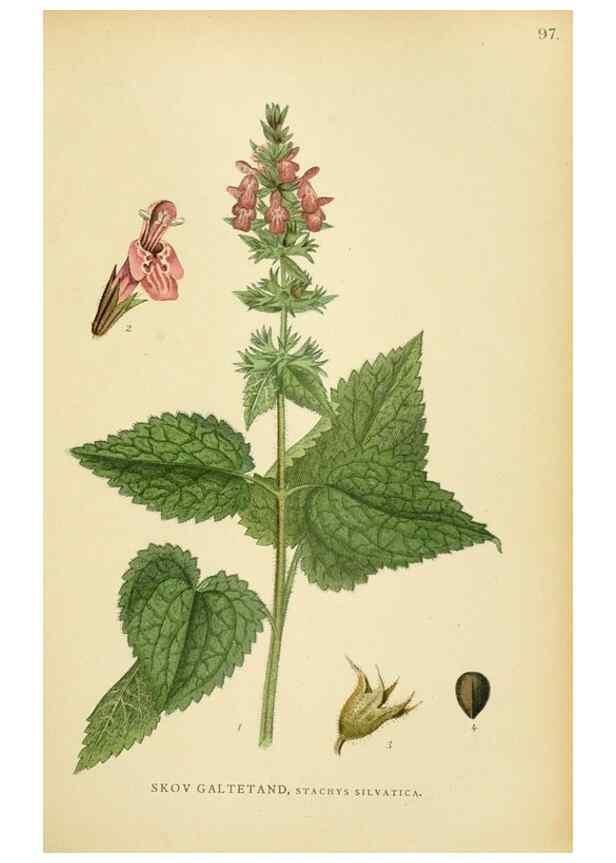 Reproducción/Reproduction 49157687216: Billeder af Nordens flora,. København,G.E.C. Gad,1901-1903 [i.e. 1907]. 