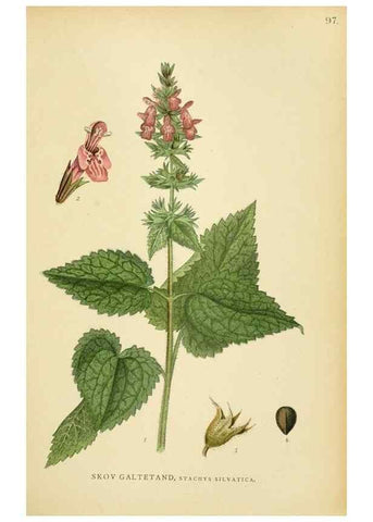 Reproducción/Reproduction 49157687216: Billeder af Nordens flora,. København,G.E.C. Gad,1901-1903 [i.e. 1907]. 