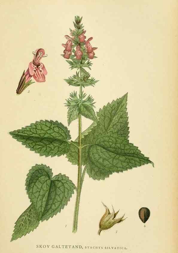 Reproducción/Reproduction 49157687216: Billeder af Nordens flora,. København,G.E.C. Gad,1901-1903 [i.e. 1907]. 