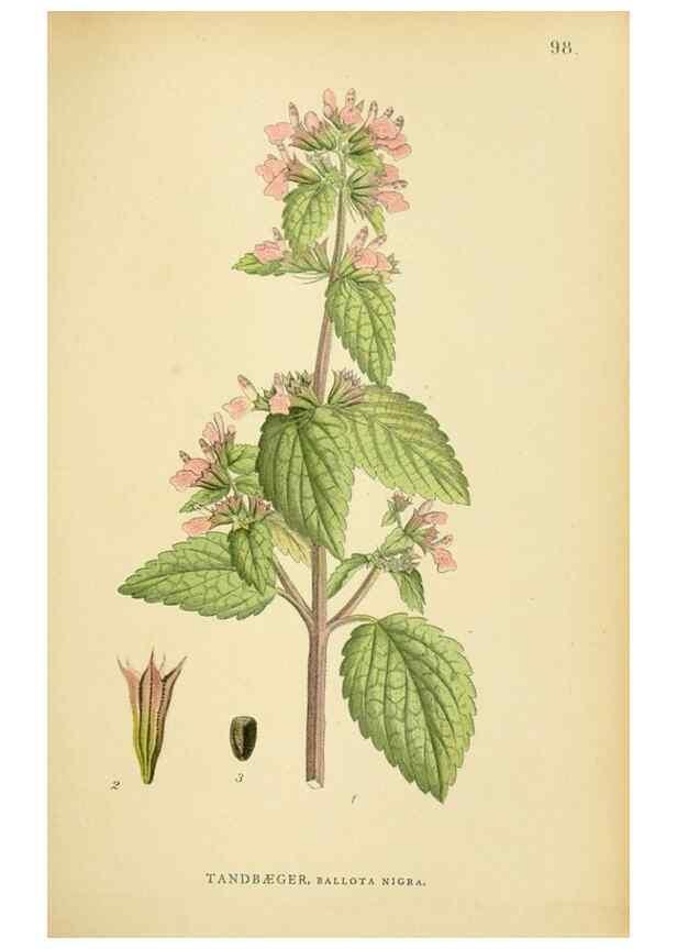 Reproducción/Reproduction 49157687511: Billeder af Nordens flora,. København,G.E.C. Gad,1901-1903 [i.e. 1907]. 