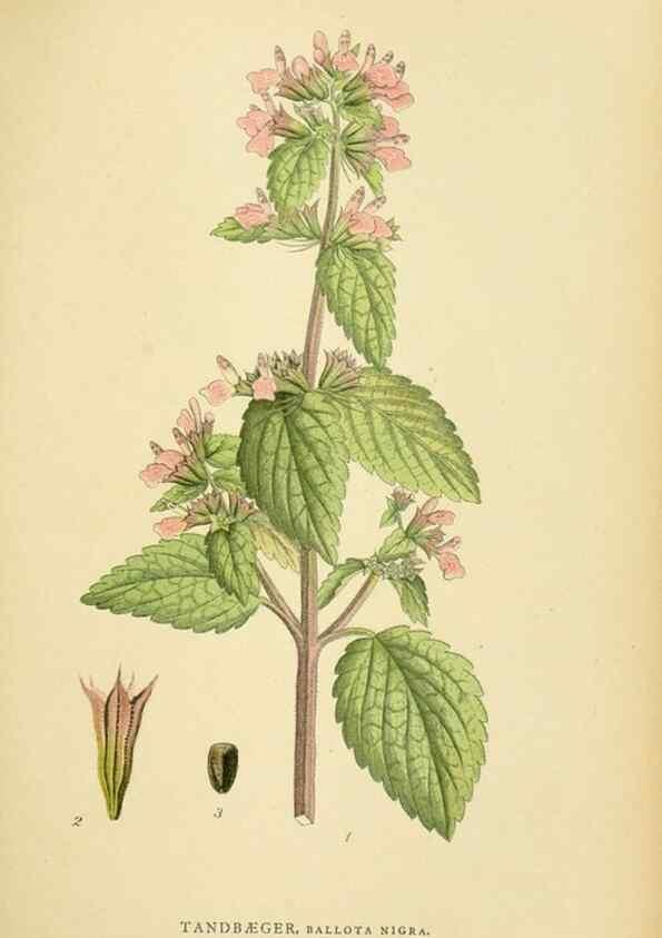 Reproducción/Reproduction 49157687511: Billeder af Nordens flora,. København,G.E.C. Gad,1901-1903 [i.e. 1907]. 