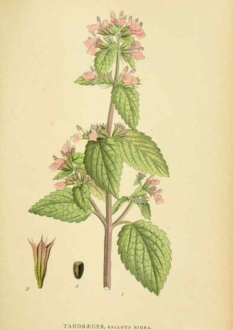 Reproducción/Reproduction 49157687511: Billeder af Nordens flora,. København,G.E.C. Gad,1901-1903 [i.e. 1907]. 