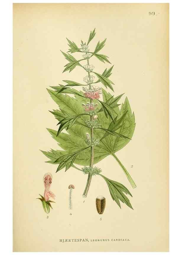 Reproducción/Reproduction 49157909057: Billeder af Nordens flora,. København,G.E.C. Gad,1901-1903 [i.e. 1907]. 
