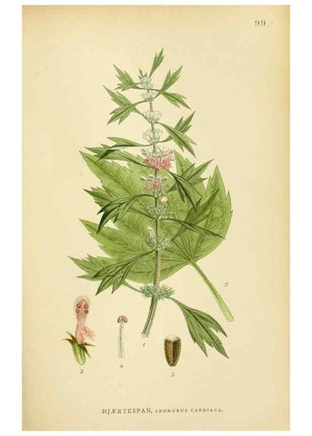 Reproducción/Reproduction 49157909057: Billeder af Nordens flora,. København,G.E.C. Gad,1901-1903 [i.e. 1907]. 