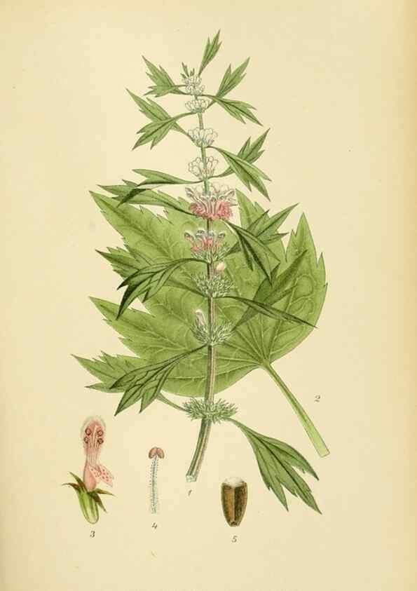 Reproducción/Reproduction 49157909057: Billeder af Nordens flora,. København,G.E.C. Gad,1901-1903 [i.e. 1907]. 