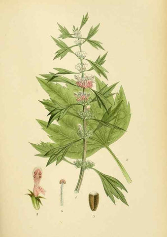 Reproducción/Reproduction 49157909057: Billeder af Nordens flora,. København,G.E.C. Gad,1901-1903 [i.e. 1907]. 