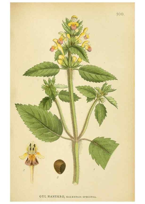 Reproducción/Reproduction 49157688196: Billeder af Nordens flora,. København,G.E.C. Gad,1901-1903 [i.e. 1907]. 