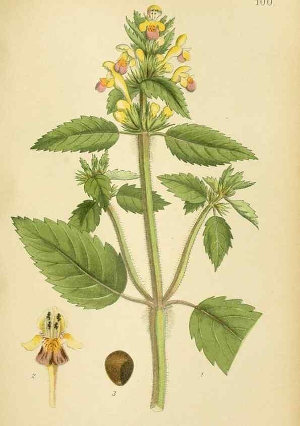 Reproducción/Reproduction 49157688196: Billeder af Nordens flora,. København,G.E.C. Gad,1901-1903 [i.e. 1907]. 
