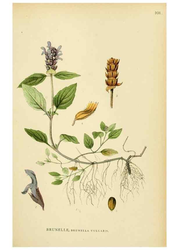 Reproducción/Reproduction 49157909702: Billeder af Nordens flora,. København,G.E.C. Gad,1901-1903 [i.e. 1907]. 