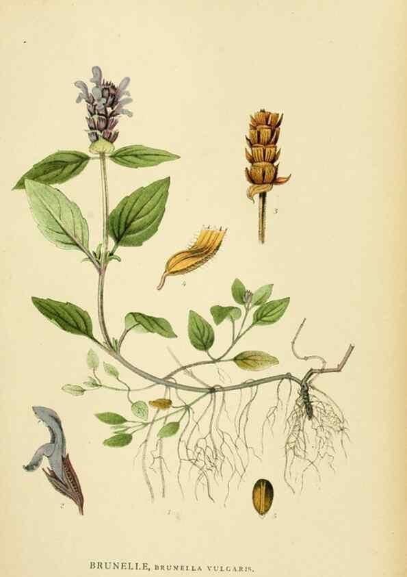 Reproducción/Reproduction 49157909702: Billeder af Nordens flora,. København,G.E.C. Gad,1901-1903 [i.e. 1907]. 