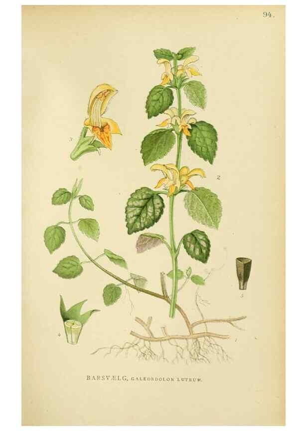 Reproducción/Reproduction 49157686316: Billeder af Nordens flora,. København,G.E.C. Gad,1901-1903 [i.e. 1907]. 