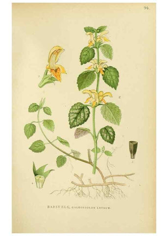 Reproducción/Reproduction 49157686316: Billeder af Nordens flora,. København,G.E.C. Gad,1901-1903 [i.e. 1907]. 