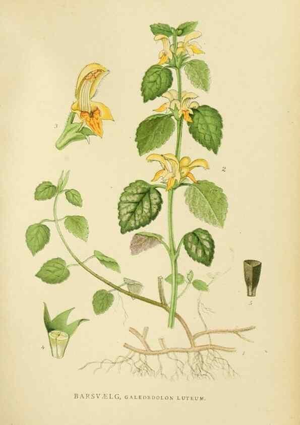 Reproducción/Reproduction 49157686316: Billeder af Nordens flora,. København,G.E.C. Gad,1901-1903 [i.e. 1907]. 