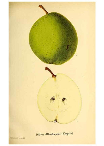 Reproducción/Reproduction 49168264981: Belgique horticole.. Liége.. 