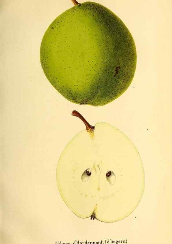 Reproducción/Reproduction 49168264981: Belgique horticole.. Liége.. 