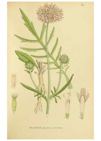 Reproducción/Reproduction 49157683271: Billeder af Nordens flora,. København,G.E.C. Gad,1901-1903 [i.e. 1907]. 