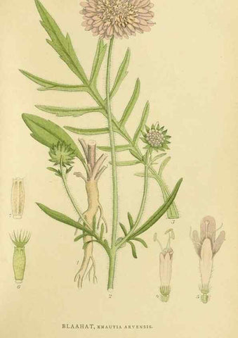 Reproducción/Reproduction 49157683271: Billeder af Nordens flora,. København,G.E.C. Gad,1901-1903 [i.e. 1907]. 