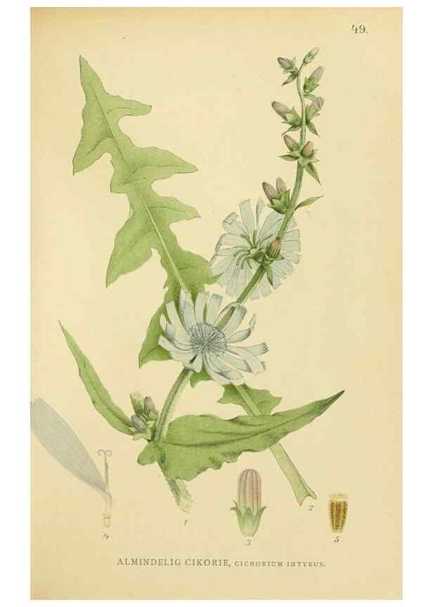 Reproducción/Reproduction 49157187698: Billeder af Nordens flora,. København,G.E.C. Gad,1901-1903 [i.e. 1907]. 