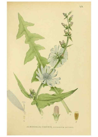 Reproducción/Reproduction 49157187698: Billeder af Nordens flora,. København,G.E.C. Gad,1901-1903 [i.e. 1907]. 