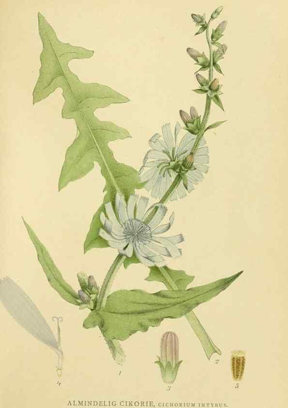 Reproducción/Reproduction 49157187698: Billeder af Nordens flora,. København,G.E.C. Gad,1901-1903 [i.e. 1907]. 