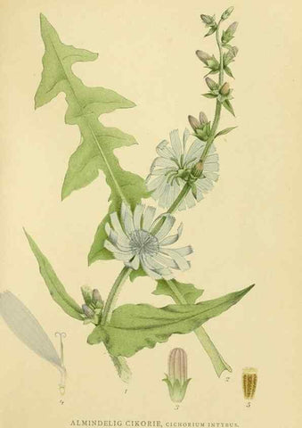 Reproducción/Reproduction 49157187698: Billeder af Nordens flora,. København,G.E.C. Gad,1901-1903 [i.e. 1907]. 