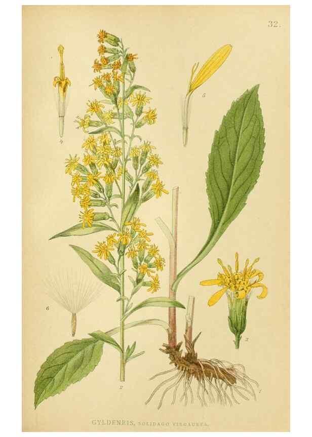 Reproducción/Reproduction 49157893477: Billeder af Nordens flora,. København,G.E.C. Gad,1901-1903 [i.e. 1907]. 