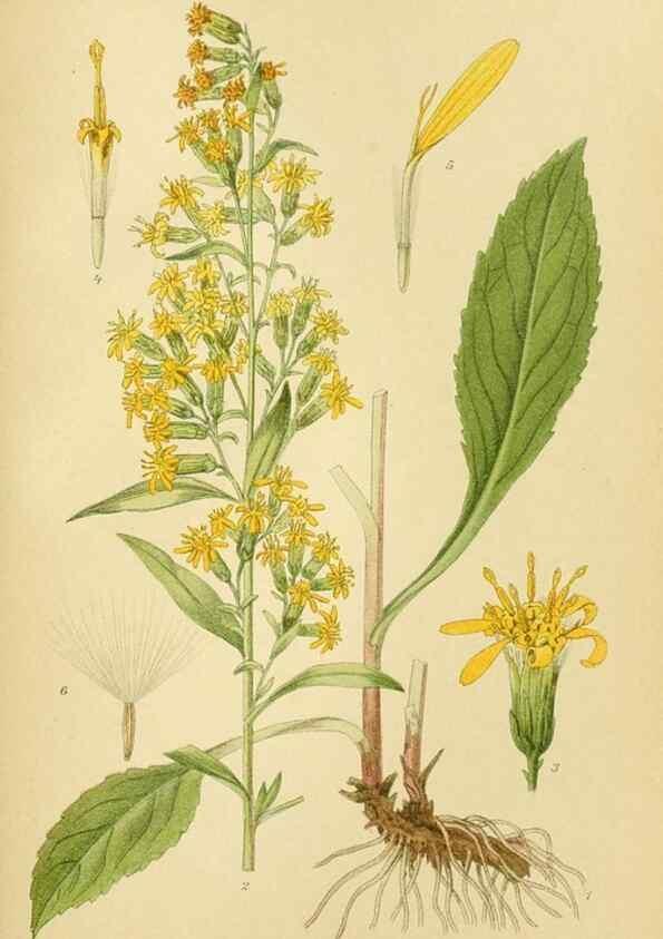 Reproducción/Reproduction 49157893477: Billeder af Nordens flora,. København,G.E.C. Gad,1901-1903 [i.e. 1907]. 