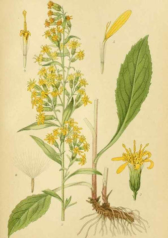 Reproducción/Reproduction 49157893477: Billeder af Nordens flora,. København,G.E.C. Gad,1901-1903 [i.e. 1907]. 
