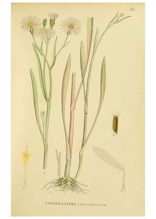 Reproducción/Reproduction 49157672281: Billeder af Nordens flora,. København,G.E.C. Gad,1901-1903 [i.e. 1907]. 