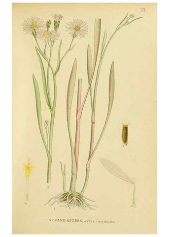 Reproducción/Reproduction 49157672281: Billeder af Nordens flora,. København,G.E.C. Gad,1901-1903 [i.e. 1907]. 
